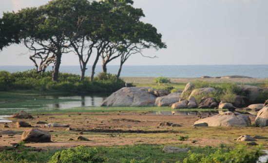 nyo-nin-jima -my new life in charge of a tropical island wildlife